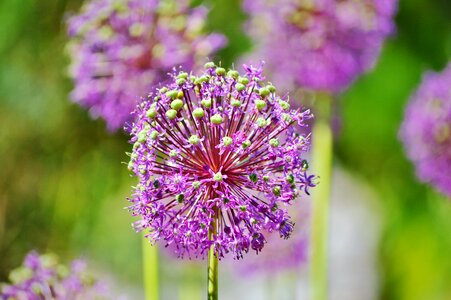 Flower bloom garden photo