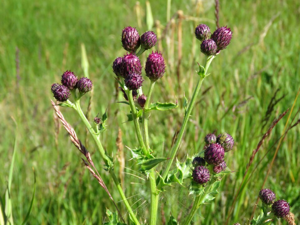 Plant green nature