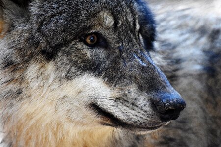 Pack animal carnivores nature