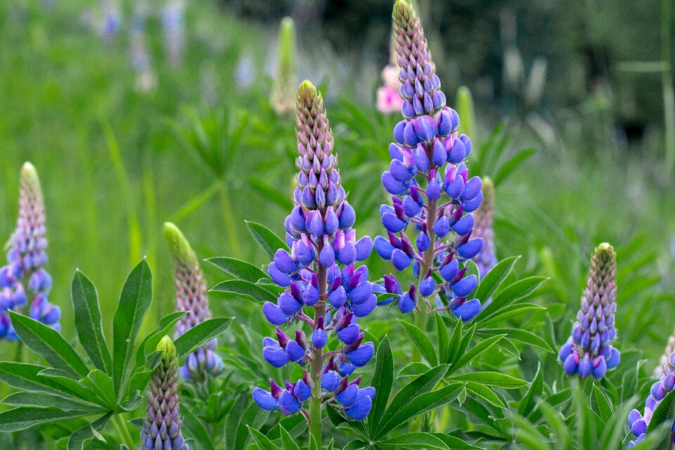 Flower blue inflorescence