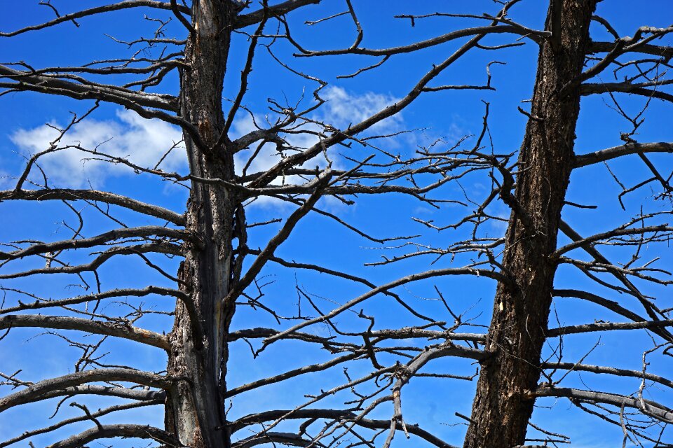 Tree silhouette outdoors vector tree