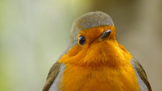 Birds nature wildlife