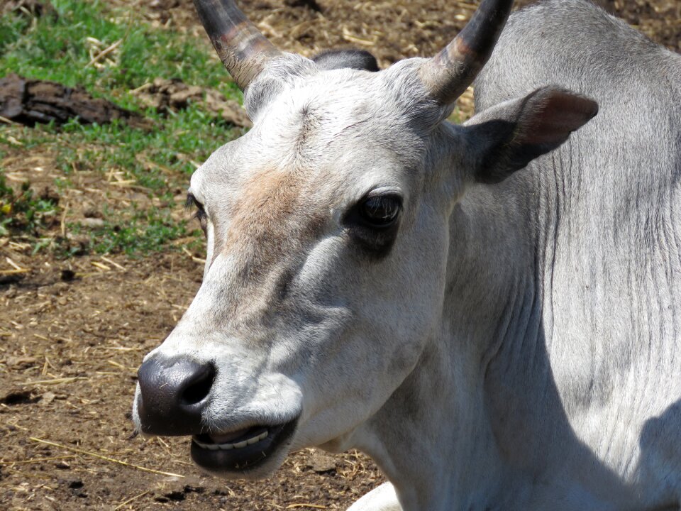Animal farm mammal