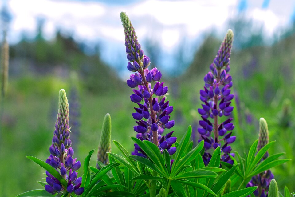 Inflorescence sky blue photo