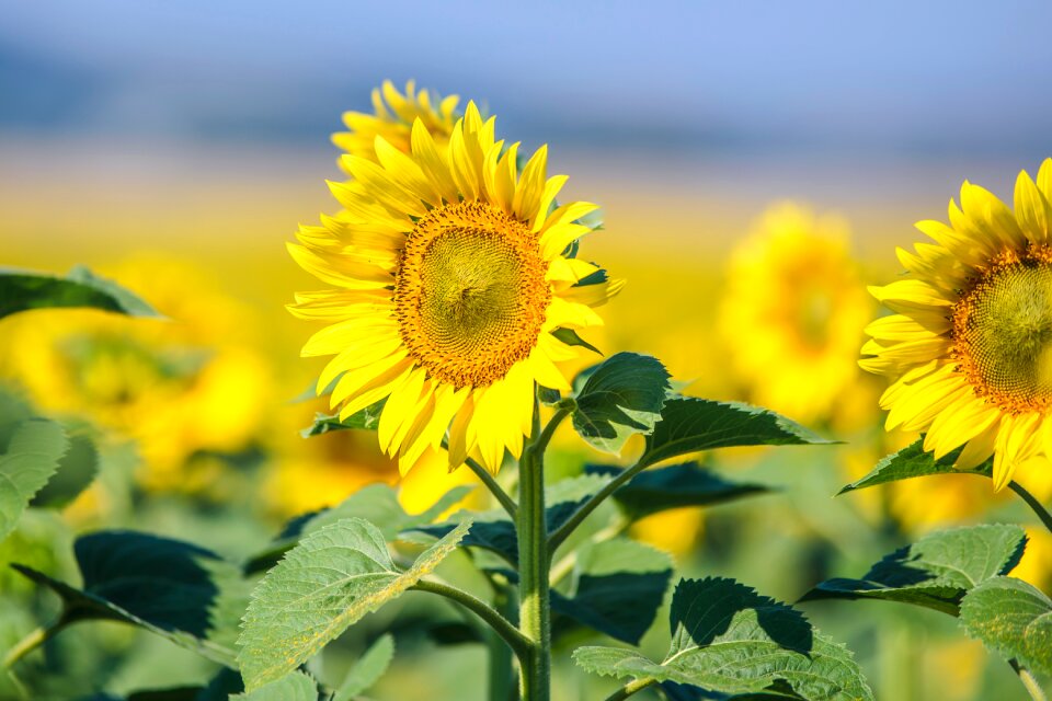 Beautiful the background the sun