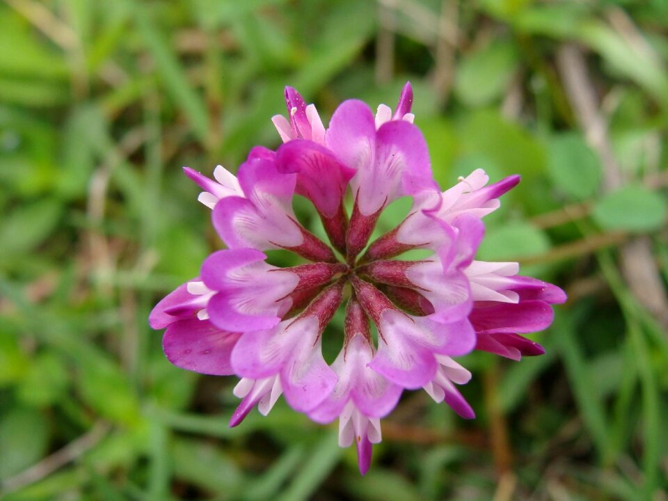 Safflower grass leguminous alice shake