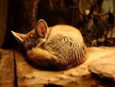 Nature little fox sleep