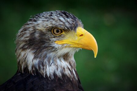 Animal raptor bird of prey photo