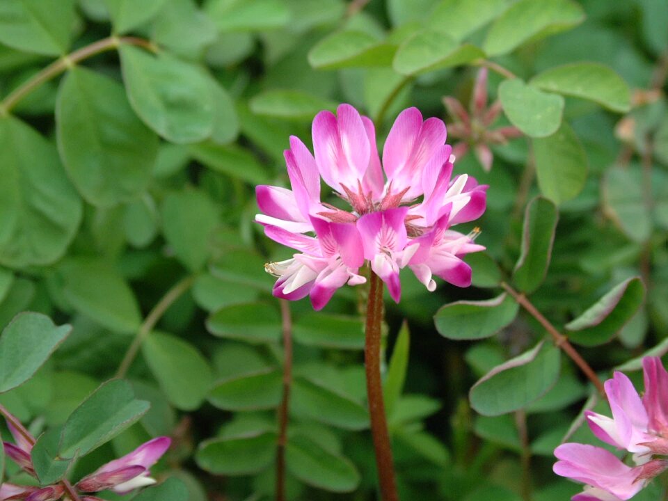 Safflower grass leguminous alice shake