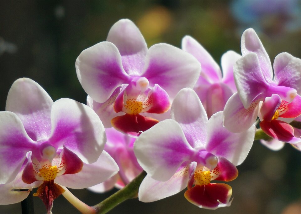 White pink red