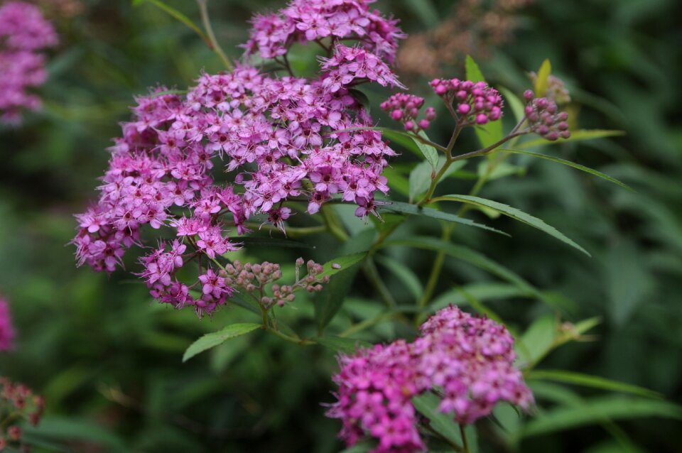 Spiraea natural plant photo