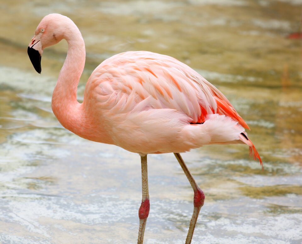 Great wild bird on the lake
