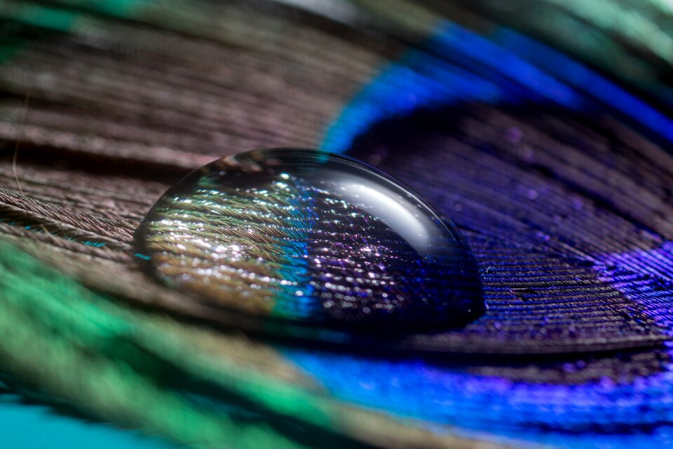 Macro nahaufmahme peacock