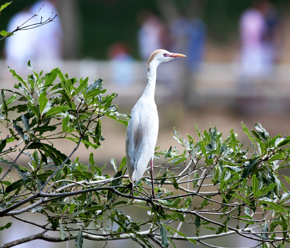 Bird great wild