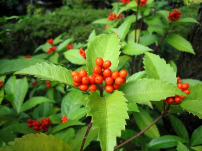 Red full mountain fragrance guanyin tea
