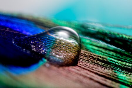 Macro nahaufmahme peacock