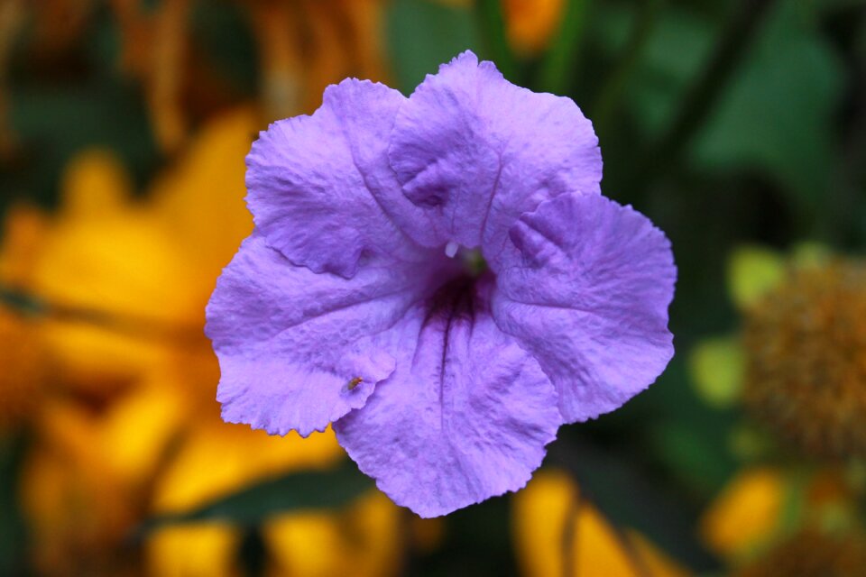 Purple flower plant garden