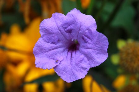 Purple flower plant garden photo