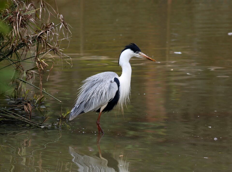 Bird great wild