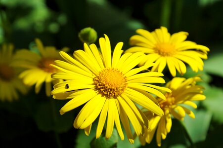 Caucasus gemswurz plant spring photo