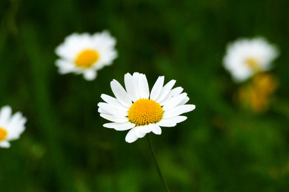 Composites asteraceae herbaceous plant