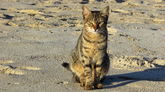 Animal cute outdoor