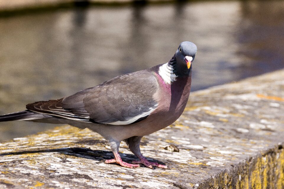 Bird close up animal world