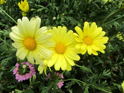 Yellow flowers garden plant photo