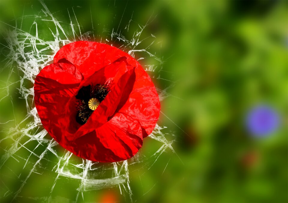 Flower poppy flower blossom