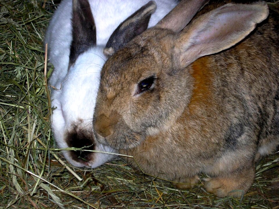 Animals nature hay
