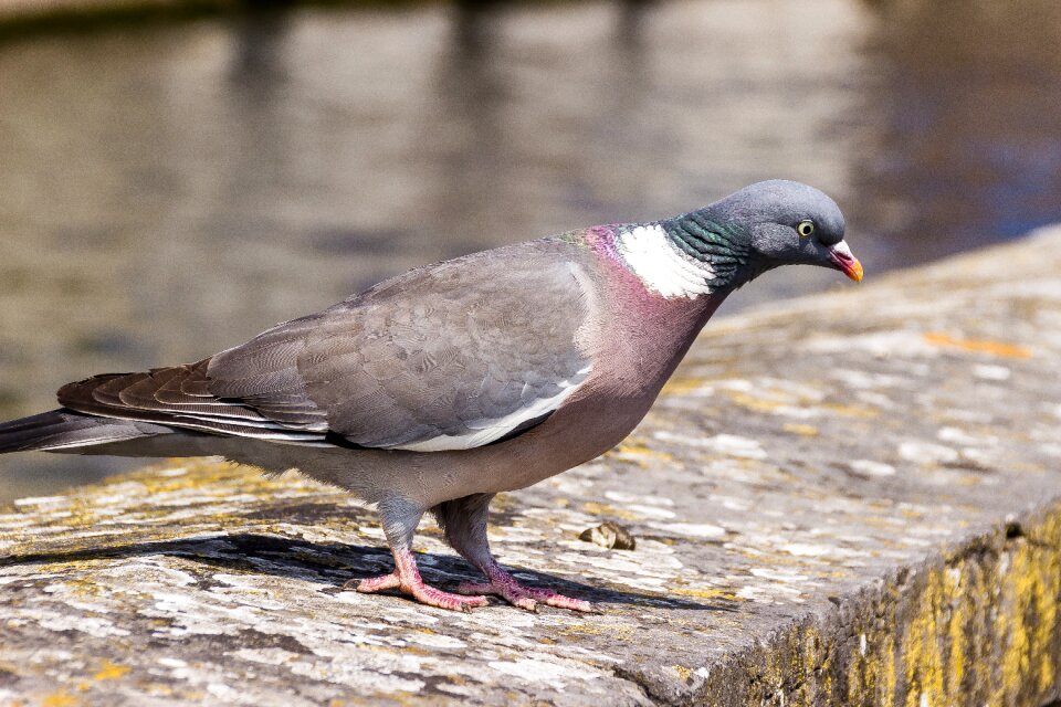 Bird close up animal world
