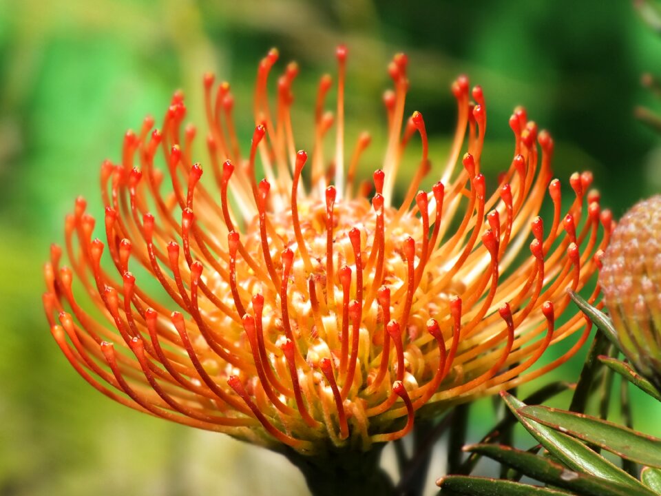 Table mountain cape town flower
