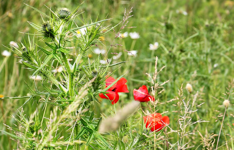 Field flowers wildflowers summer