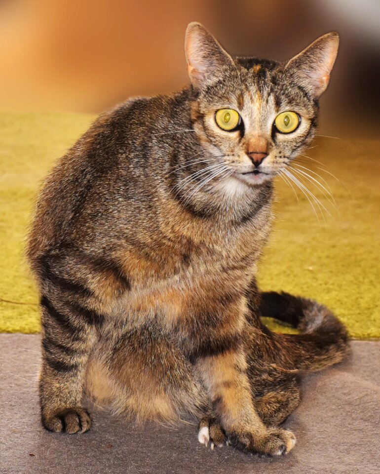 Animal domestic cat cat's eyes