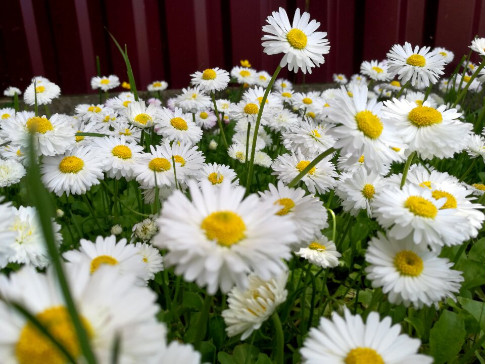Nature flowers white flower