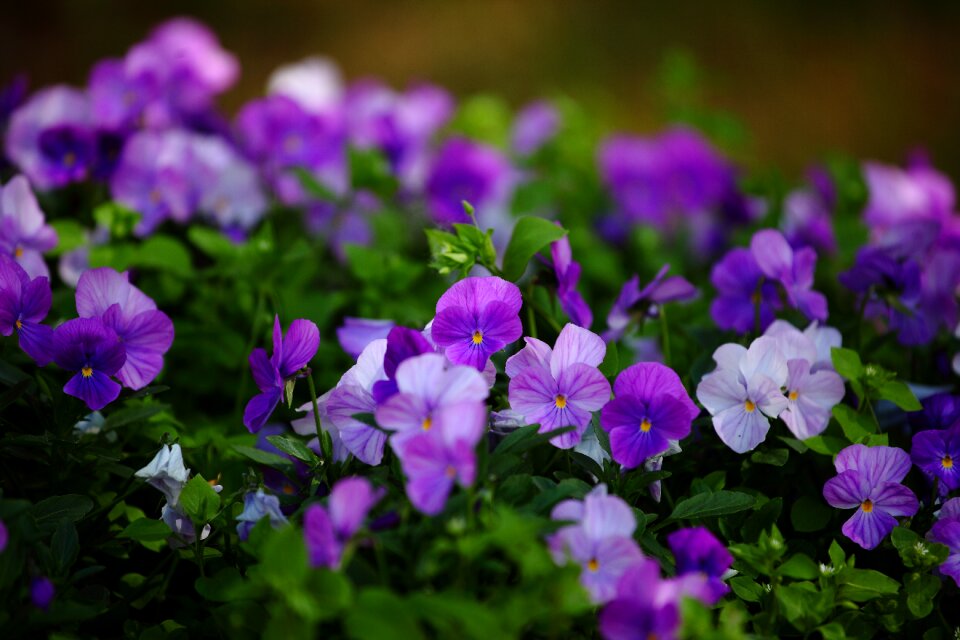 Park nature in the park