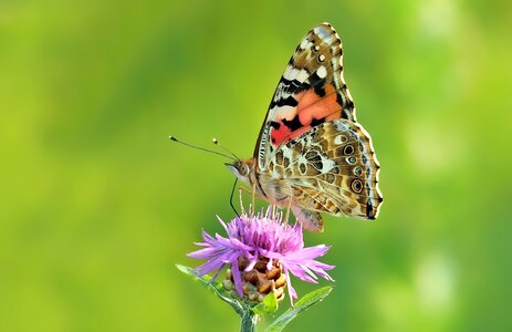 Summer meadow insect