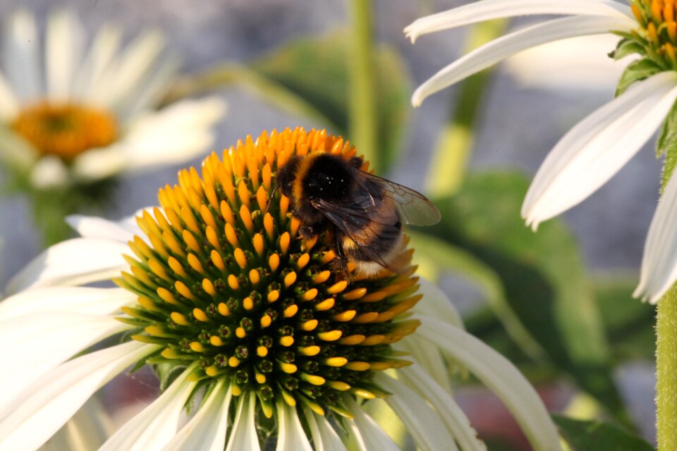 Pollination insect summer flowers