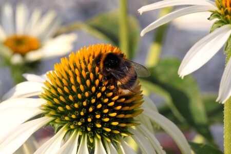 Pollination insect summer flowers
