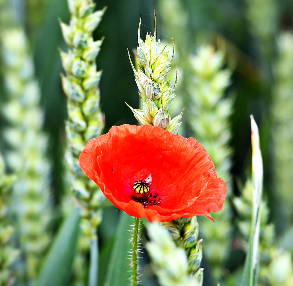 Cereals red wheat field