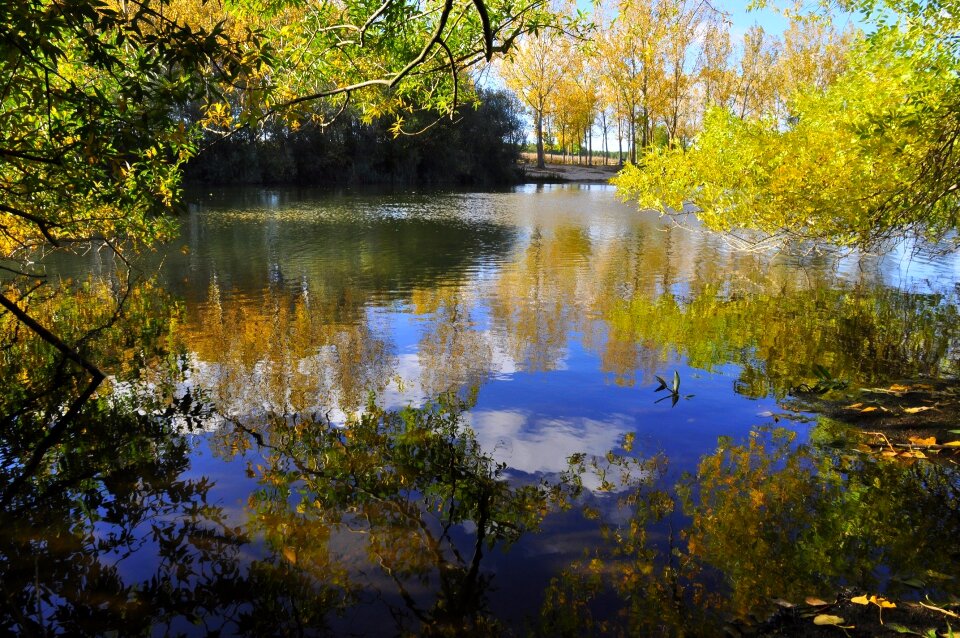 Fall colorful trees photo