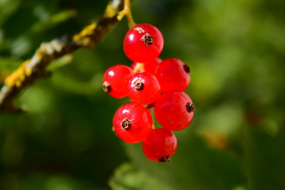 Sweet sour red currants