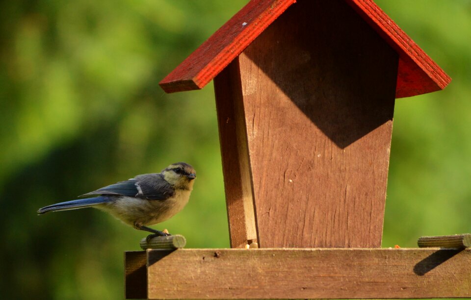 Bird foraging garden