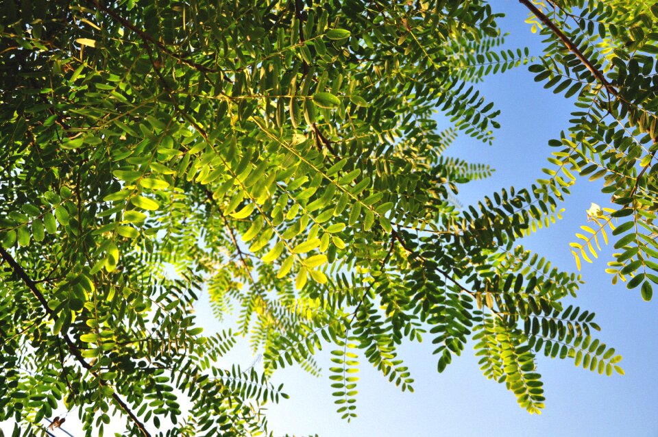 Nature tree tree branches