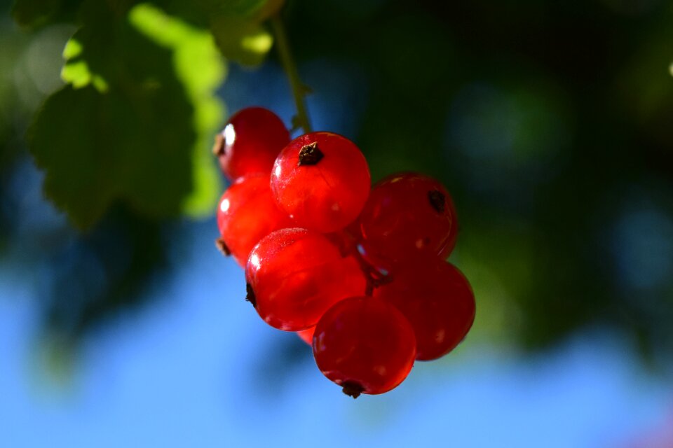 Garden nature soft fruit