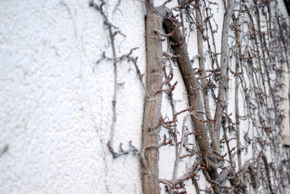 Narrow-leaved branch vegetation