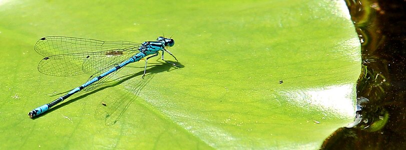 Close up insect insect photo