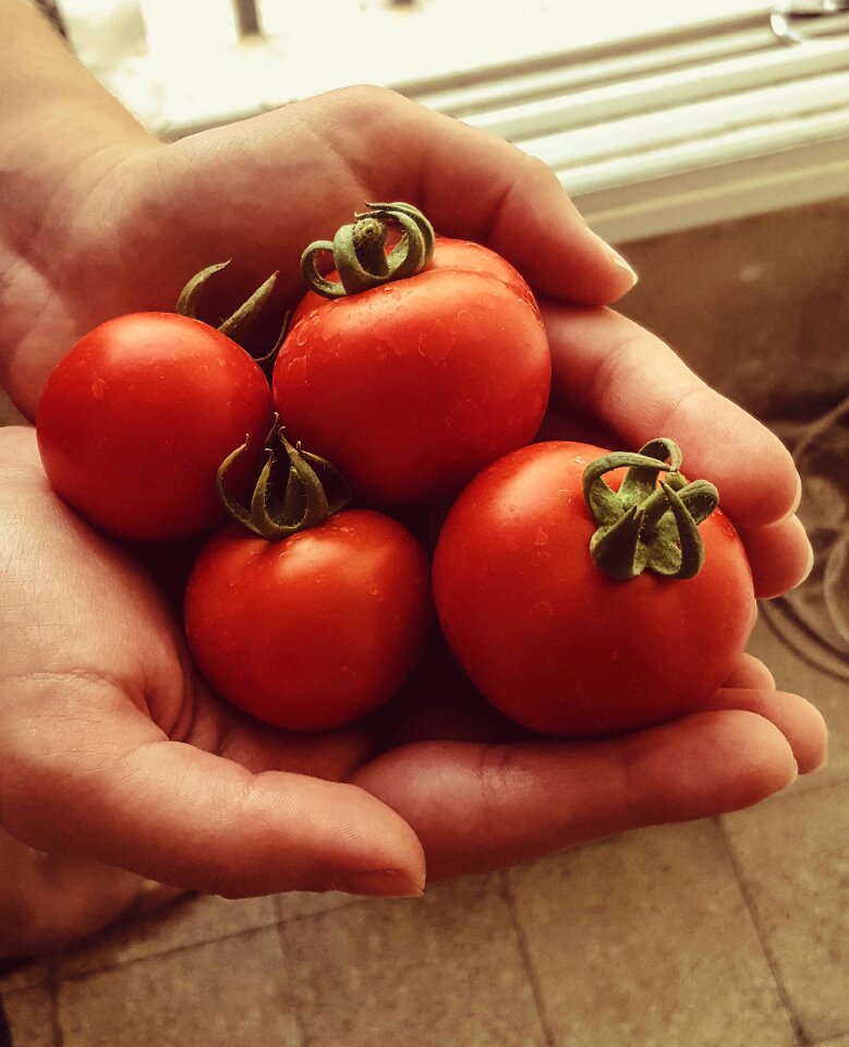 Hands red tomato