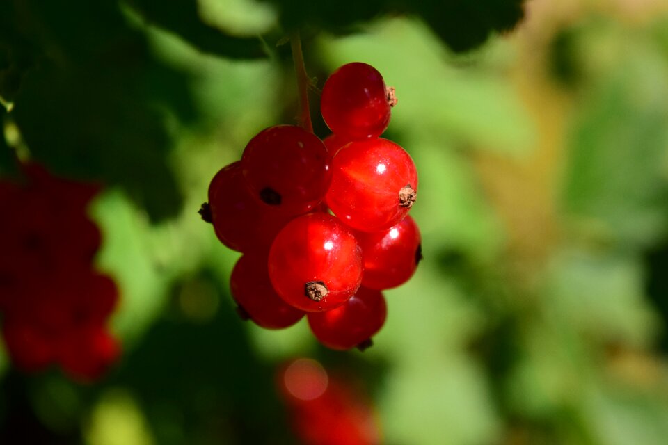 Garden nature soft fruit