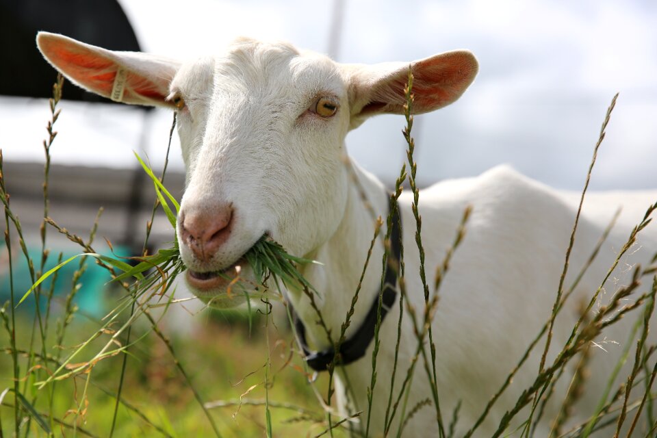 Farm animal agriculture